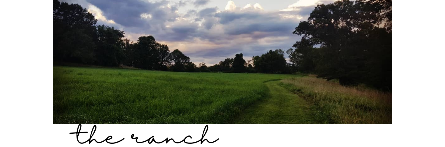 open field at sunset 